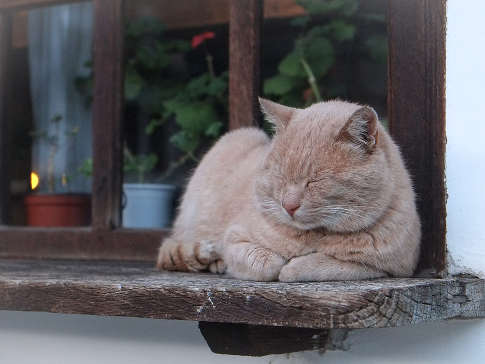 Cat Laying in Windowsill
